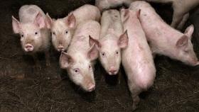 Вокруг всех свинокомплексов Воронежской области откроют буферные зоны