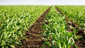 За полгода в России заключили на 60% меньше договоров агрострахования