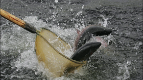 Совет Федерации одобрил новые поправки в закон о рыболовстве