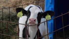 В Башкортостане СП «Эконива» построит комплекс на 11600 коров