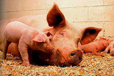 Россия и Норвегия обсудят возможность экспорта свиней из Норвегии в течение месяца