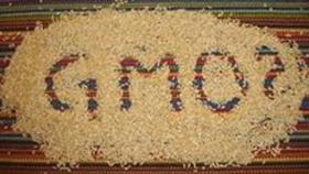 Россельхознадзор запретил поставки из нескольких предприятий Европы из-за ГМО