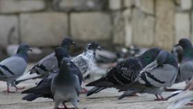 В Подмосковье не пропустили голубей из Литвы
