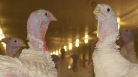 Производство индейки вырастет почти на 25%