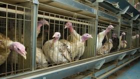 В Астраханской области откроют производство мяса индейки