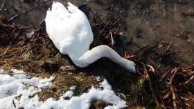 На Кубани сняли карантин по гриппу птиц