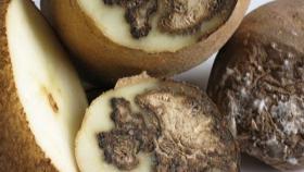 В Алтайском крае нашли партию заражённого картофеля