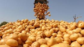 В России на семеноводство картофеля выделено 614 млн рублей