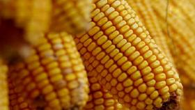 Эксперты расходятся в оценке производства кукурузы и сои в США