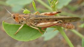 На Кубань нагрянула мароккская саранча