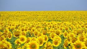 Россия ожидает рекордный урожай масличных
