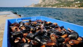В России начинается бум производства морских моллюсков