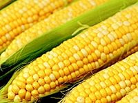 В Краснодарском крае складываются проблемы с урожаем кукурузы