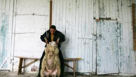 В Калмыкии завершили стрижку овец