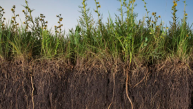 Российский Минсельхоз обеспокоился мировыми проблемами почвы