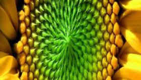 Агрофирме из Харьковской области в отоплении теплиц поможет подсолнечник