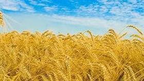 В Татарстане не будут снижать площадь посевов