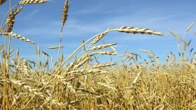 В Великобритании почти на половину сократились запасы пшеницы