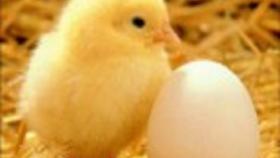 Птицефабрика «Кумская» запустила новый цех по выращиванию молодняка