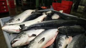 19 компаниям из Ирана разрешили поставлять в Россию рыбу