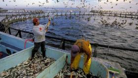 Россия и Аргентина подпишут соглашение по рыбному хозяйству