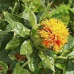 Суровикинский район метит в лидеры по переработке сафлора