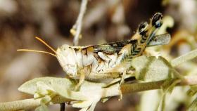 Саранча появилась в трёх районах Крыма