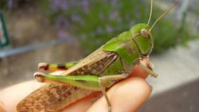 На Юге России началось нашествие азиатской саранчи