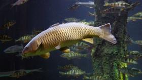 В Веселовское водохранилище выпустили 120 тыс мальков сазана