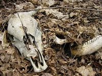 В Ростовской области готовятся к ликвидации скотомогильников