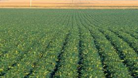 Эксперты: в 2018 году в США соя на полях потеснит кукурузу