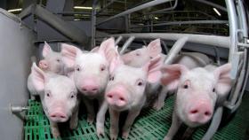 Минсельхоз поддержал запрет на содержание свиней в угрожаемых зонах