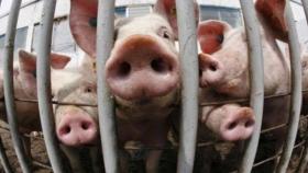 Россельхознадзор обвинил ФСИН в распространении АЧС