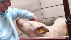 На Дону усиливают борьбу с АЧС