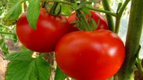 В Волгоградской области готовятся к фестивалю помидора