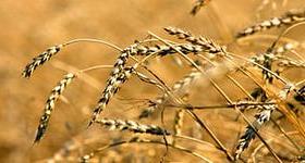 В России валовой сбор зерна составляет уже почти 90 миллионов тонн