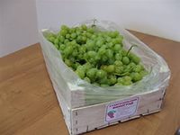 В Ставропольском крае уборка винограда идёт ускоренными темпами