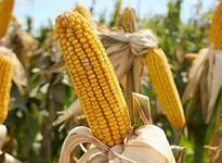 Ставропольские селекционеры знают, как обеспечить регион своими семенами для кукурузы