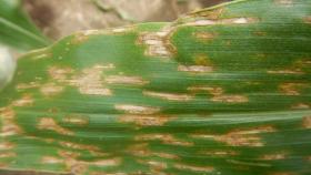 Кукуруза в Бразилии страдает от неизвестной болезни