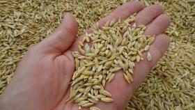 Франция повысила прогноз по экспорту ячменя