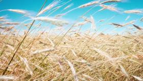 Во Франции незначительно выросла площадь под яровой ячмень