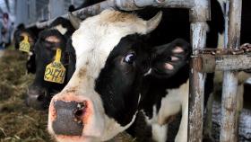 Ветслужбу Ульяновской области подозревают в сокрытии ящура