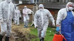 В Саратовской области обнаружили новый очаг африканской чумы свиней