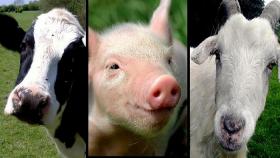 В августе в мире случилось более тысячи вспышек болезней животных