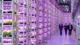 В Москве открыли уникальный вертикальный тепличный комплекс