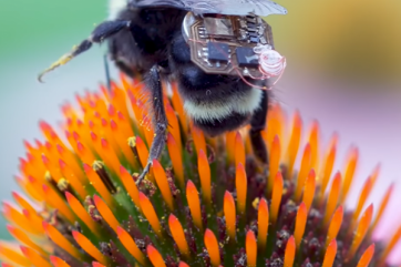 В Америке пчелы с наноприборами на спинке будут следить за урожаем
