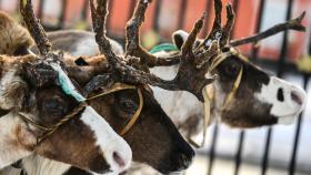 Поголовье оленей в Якутии сократилось из-за нехватки корма