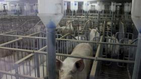 Калининградская компания пока не будет строить новый мясной комплекс