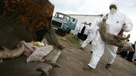 В Калининградской области нашли новый очаг свиной чумы