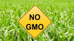 В новом крупном регионе Китая запретили выращивать ГМО